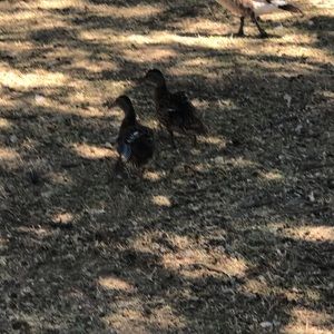 Meet your Posher, Ruth